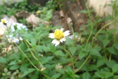 Flower-of-Coat-Button
