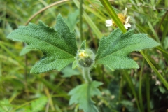 Flowering-bud-of-Coat-Button