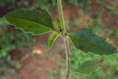Leaves-of-Coat-Button