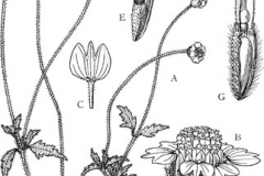 Plant-Illustration-of-Coat-Button