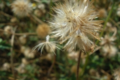 Ripe-fruit-of-Coat-Button