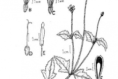 Sketch-of-Coat-Button