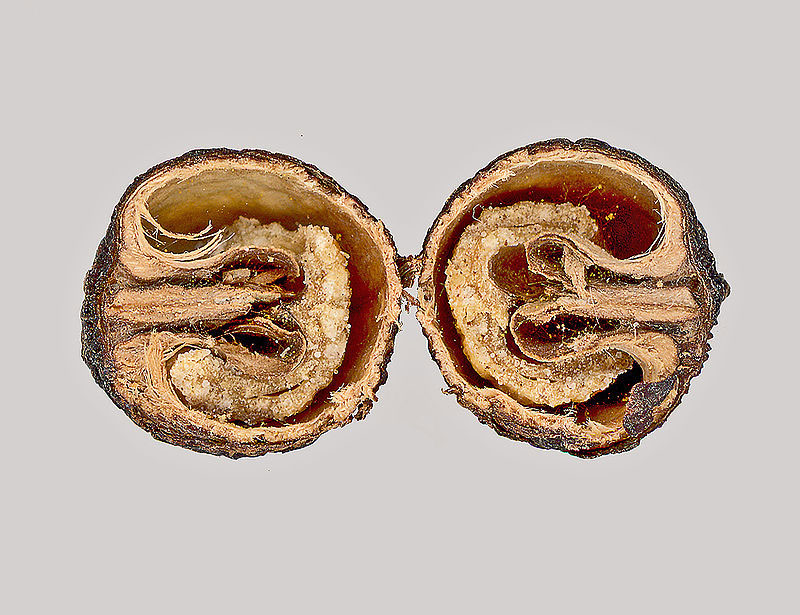 Longitudinal-section-of-Cocculus-fruit