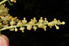Closer-view-of-flower-of-Cocculus