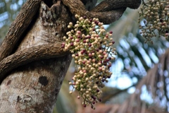 Cocculus-Fruits-on-the-tree