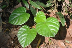 Cocculus-Plant