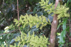 Flowers-of-Cocculus