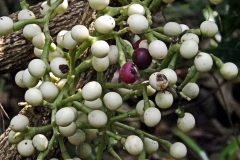 Immature-fruits-of-Cocculus