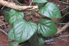 Leaves-of-cocculus