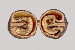Longitudinal-section-of-Cocculus-fruit