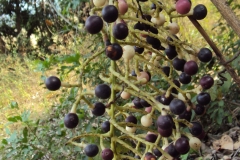 Mature-fruits-of-Cocculus