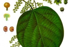 Plant-Illustration-of-Cocculus