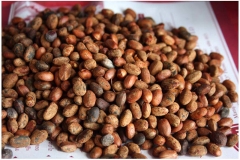 Seeds-of-Cocculus
