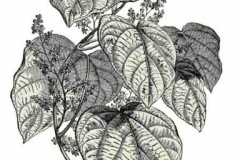 Sketch-of-Cocculus