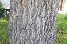 Bark-of-Cockspur-Coral-Tree