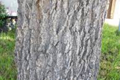 Bark-of-Cockspur-Coral-Tree