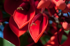 Closer-view-of-flowers-of-Cockspur-Coral-Tree