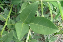 Closer-view-of-leaves-of-Cockspur-Coral-Tree