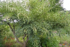 Cockspur-Coral-Tree-growing-wild