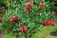 Cockspur-Coral-Tree-grown-on-pot
