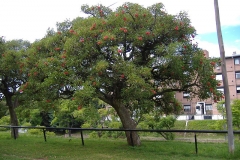 Cockspur-Coral-Tree