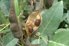 Dried-fruits-of-Cockspur-Coral-Tree