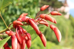 Flowering-buds-of-Cockspur-Coral-Tree