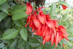 Flowers-of-Cockspur-Coral-Tree