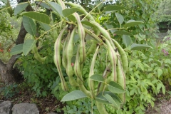 Immature-fruits-of-Cockspur-Coral-Tree