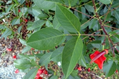 Leaves-of-Cockspur-Coral-Tree