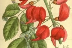 Plant-Illustration-of-Cockspur-Coral-Tree