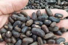 Seeds-of-Cockspur-Coral-Tree