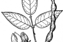 Sketch-of-Cockspur-Coral-Tree