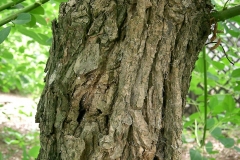 Trunk-of-Cockspur-Coral-Tree