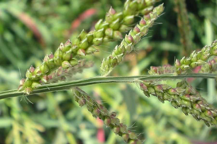Close-up-of-awnless-flower-spikelets-of-Cockspur-grass