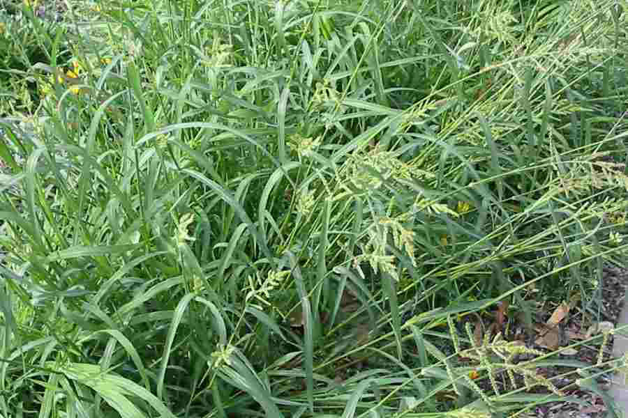 Cockspur-grass-growing-wild