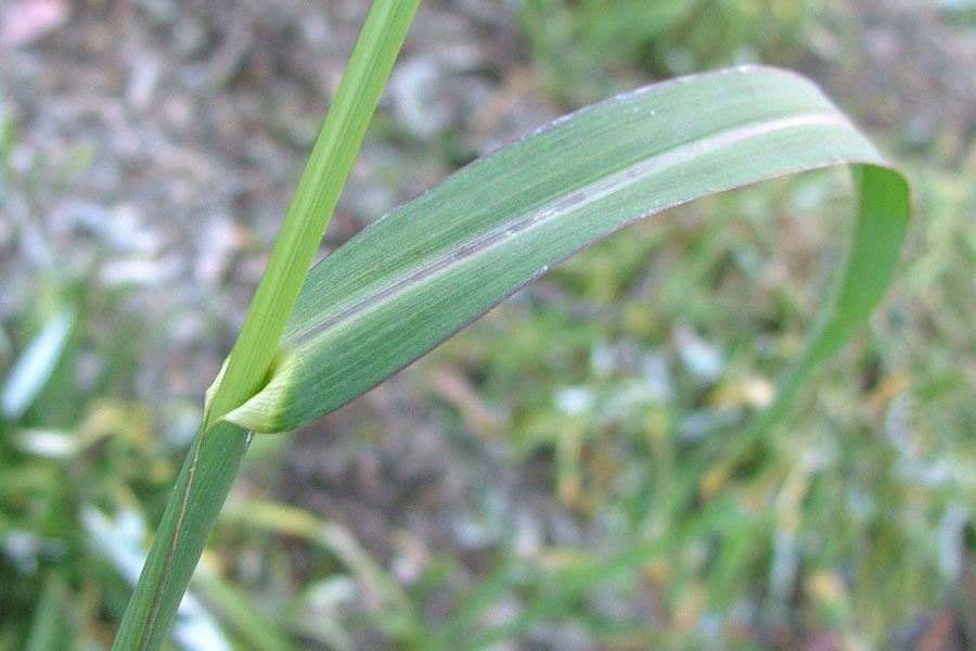 Leaves-of-Cockspur-grass