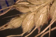 Mature-seeds-on-the-seedhead-of-Cockspur-grass