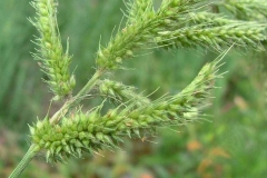 Close-up-of-awned-flower-spikelets-of-Cockspur-grass