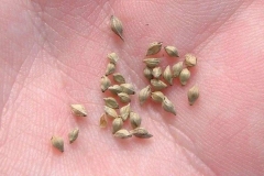 Close-up-of-awnless-seeds-of-Cockspur-grass