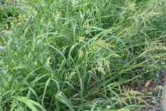Cockspur-grass-growing-wild