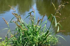Cockspur-grass-plant