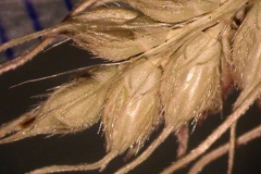 Mature-seeds-on-the-seedhead-of-Cockspur-grass
