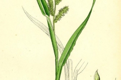 Plant-illustration-of-Cockspur-grass