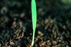 Seedling-of-Cockspur-grass