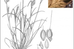 Sketch-of-Cockspur-grass