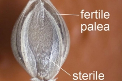 Spikelets-of-Cockspur-grass
