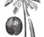 Plant-Illustration-of-Coco-de-Mer-nut