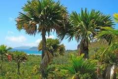 Coco-de-Mer-nut-Tree-growing-wild