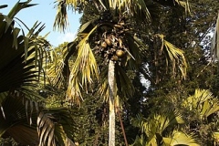 Coco-de-Mer-nut-Tree